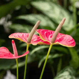Tuinbouw Productiemedewerker Planten
