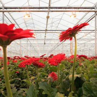Tuinbouw Bedrijfsleider
