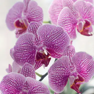 Tuinbouw Manager - Hoofd , operations, arbeid & techniek - Phalaenopsis