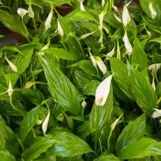 Tuinbouw Medewerker glastuinbouw (potplanten)