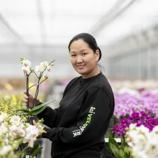 Productie Werken met Anthuriums & Orchideeën